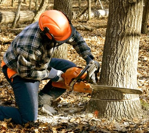 Tree Removal in Trinity, NC
